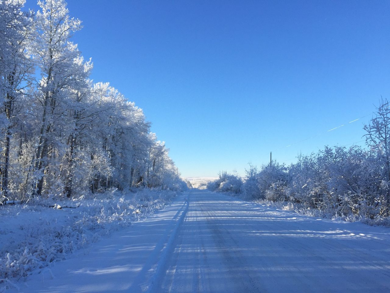 the way forward, clear sky, blue, tree, diminishing perspective, snow, road, transportation, vanishing point, winter, cold temperature, copy space, tranquility, tranquil scene, nature, empty road, day, season, road marking, white color