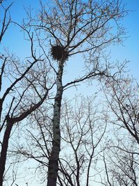 Low angle view of bare tree against sky