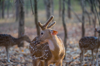 Deer standing in a forest