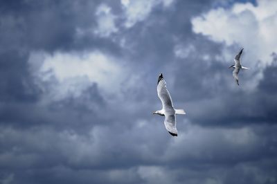 Low angle view of seagulls flying