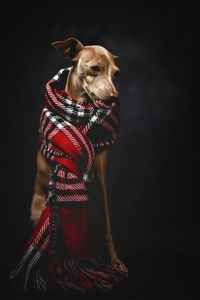 Dog looking away against black background