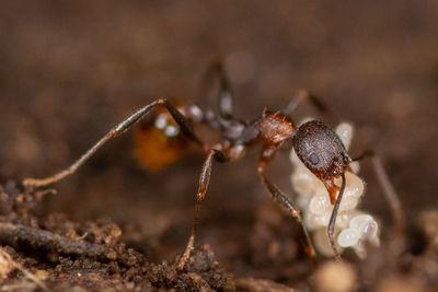 Close-up of ant