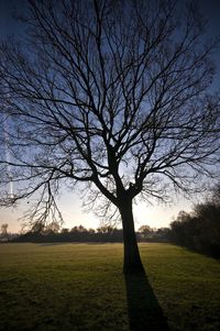 Silhouette bare tree on field against sky