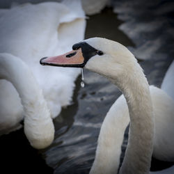 View of swan swimming in lake