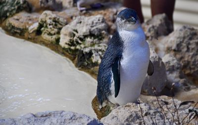 Close-up of penguin island