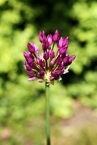 Close-up of purple flower