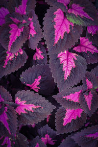 High angle view of pink leaves