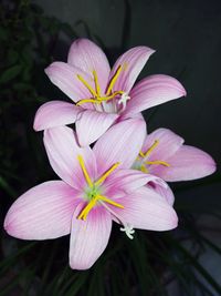 Close-up of frangipani blooming outdoors