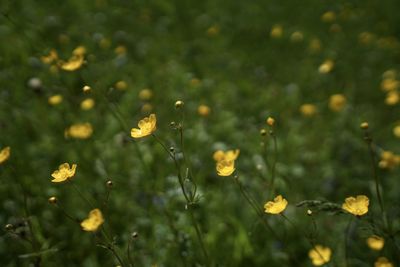 Close-up of yellow flowering plants on field