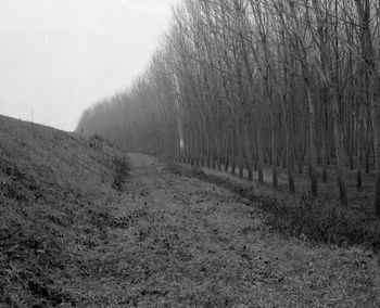 Scenic view of trees on field