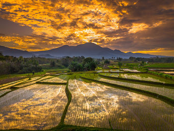 Scenic view of agricultural field against sky during sunset