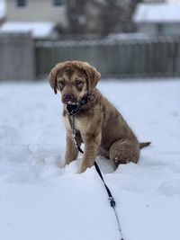 Portrait of dog on snow