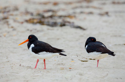 Black bird on sand