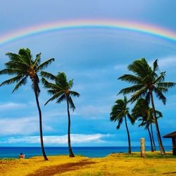 Scenic view of palm trees by sea against sky