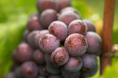 Close-up of raspberries