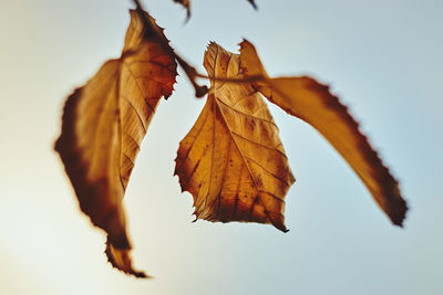 Close-up of maple leaf against sky