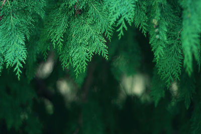 Close-up of pine tree