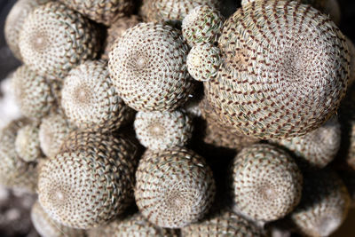 Exotic prickly cactus in the form of several balls.