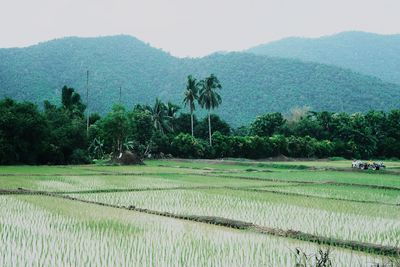 Scenic view of agricultural field against clear sky