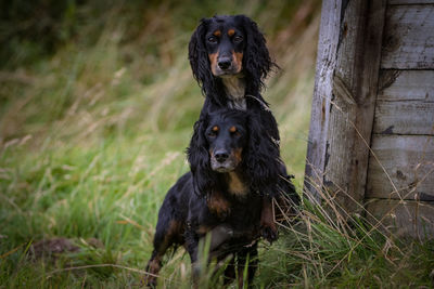 Black dog sitting on grass