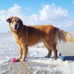 Dog on beach against sky