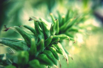 Close-up of plant growing outdoors