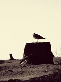 Low angle view of bird perching on a wall