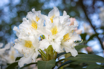 Close-up of white cherry blossom tree