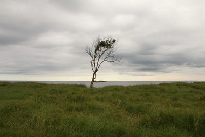 Bare tree on field against sky