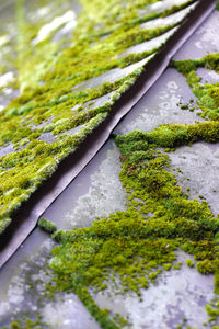 Close-up of moss growing on lake