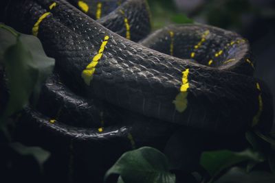 Close-up of black leaf