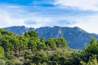 Scenic view of trees and mountains against sky