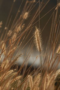 Close-up of crops on field