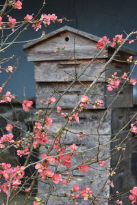 Pink cherry blossoms in spring