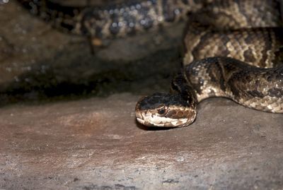 Close-up of snake in zoo