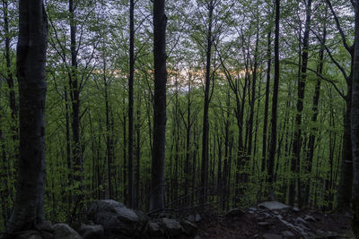 Scenic view of trees in forest