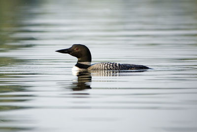 Close-up of loon swimming on lake