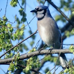 Low angle view of bird perching on tree