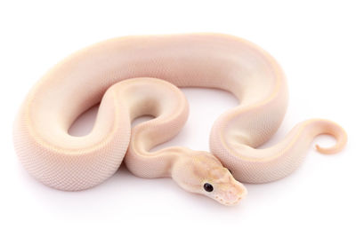 Close-up of snake against white background
