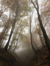 In the autumn mystical forest, croatia