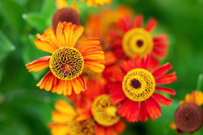 Close-up of red and yellow flowering plant