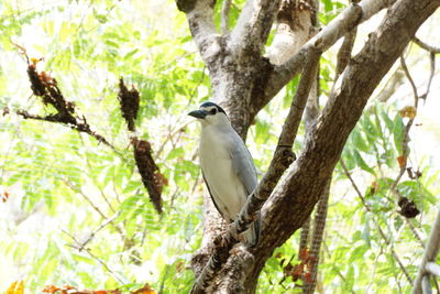 Low angle view of bird perching on tree