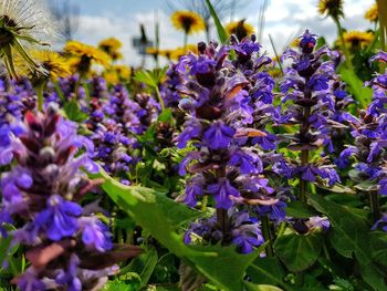 Close-up of purple flowering plants