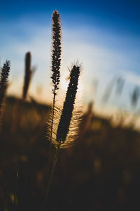 Close-up of silhouette plant on field against sky