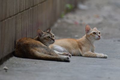 Cats sitting on footpath