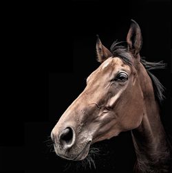 Close-up portrait of a horse