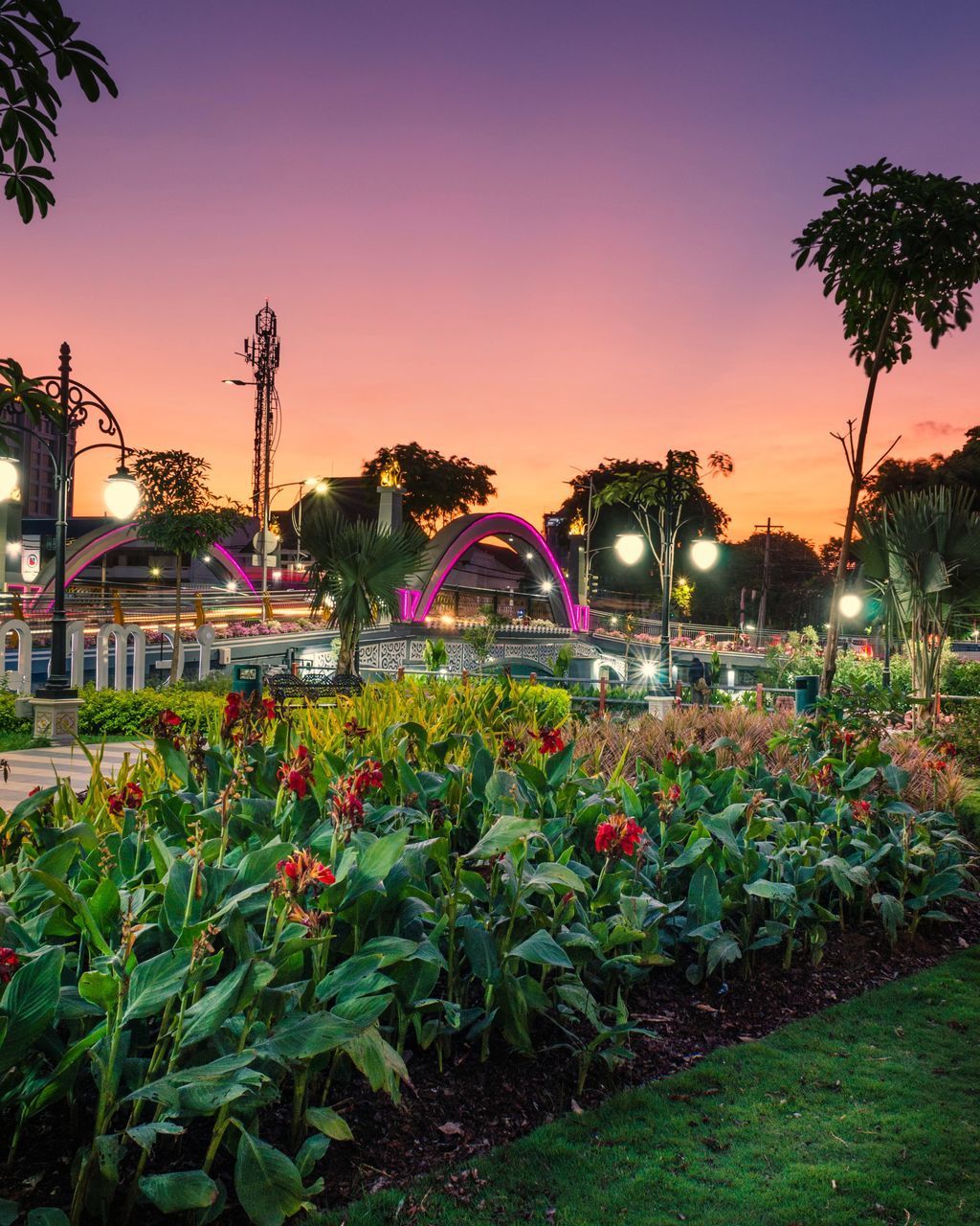 VIEW OF PLANTS AT SUNSET