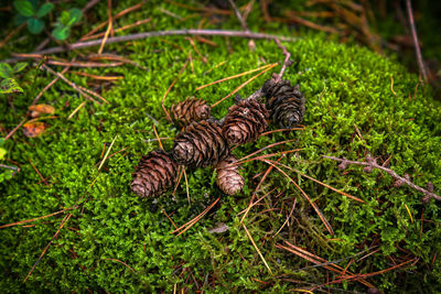 Close-up of snail on field