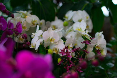 Close-up of pink flowers blooming outdoors