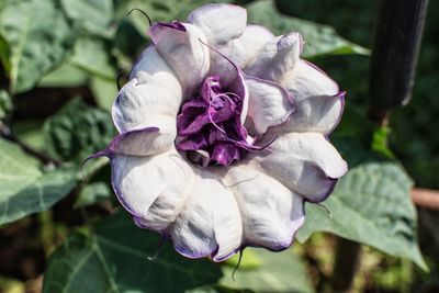 Close-up of flower